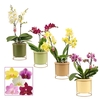 Phalaenopsis multiflora 2 tak mix in Lynn (Silent moods-collecti