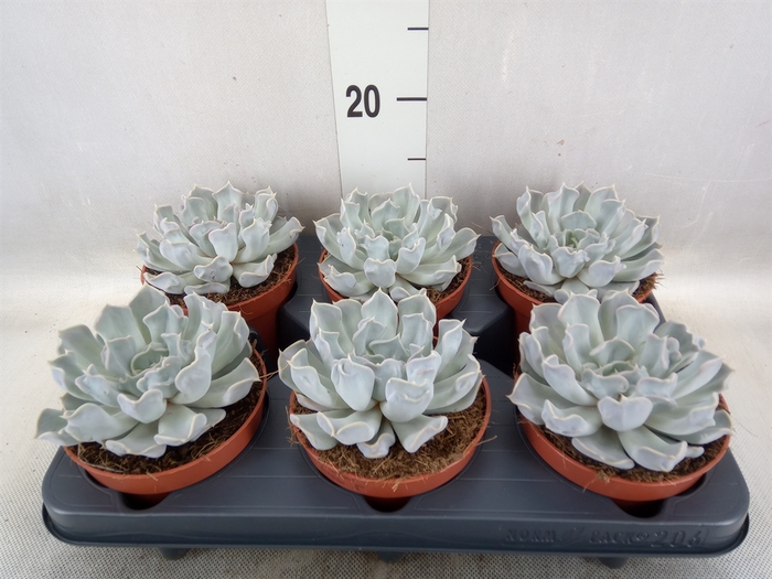 <h4>Echeveria lilacina 'Thriller Pearl'</h4>