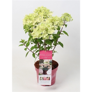 Hydrangea Paniculata (Gardenlight) Pinklight