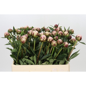 Paeonia Sarah Bernhardt