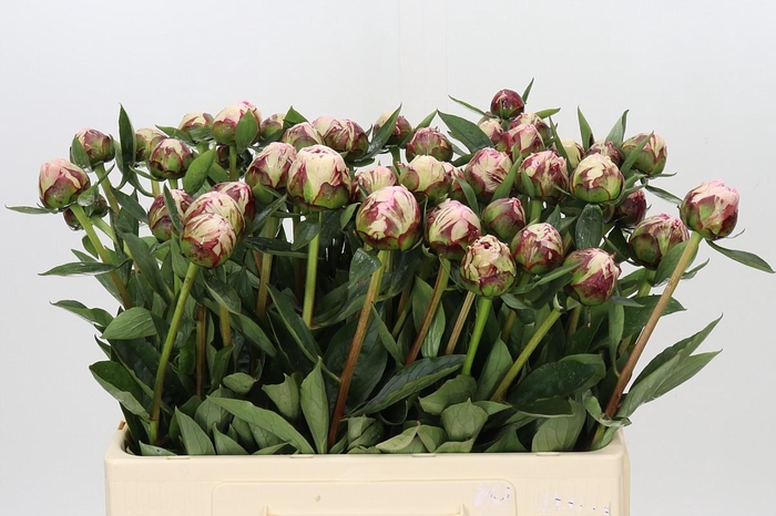 <h4>Paeonia Sarah Bernhardt</h4>