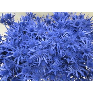 Eryn Orion Blauw L50