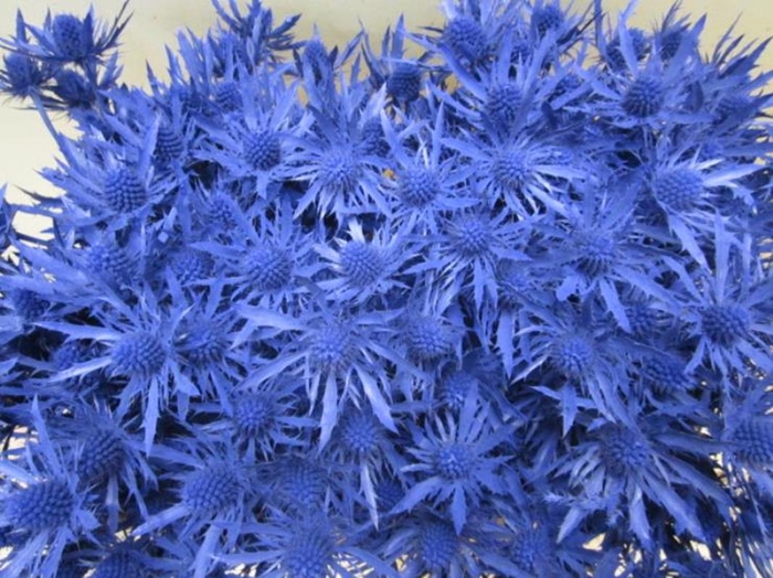<h4>Eryn Orion Blauw L50</h4>