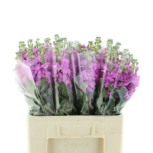 MATTH IRON DEEP PINK