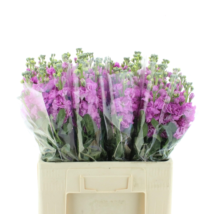 <h4>MATTH IRON DEEP PINK</h4>