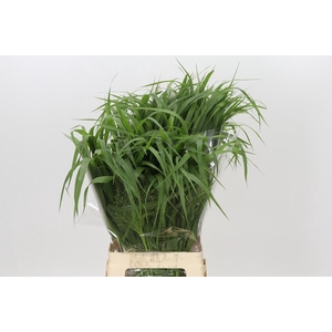 Panicum Fountain