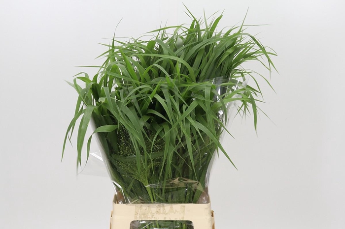 <h4>Panicum Fountain</h4>