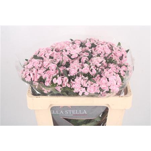 Di Barb Breanthus Lindo Pale Pink
