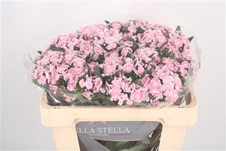 <h4>Di Barb Breanthus Lindo Pale Pink</h4>