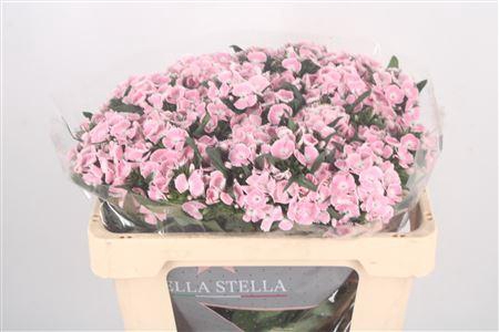 <h4>Di Barb Breanthus Lindo Pale Pink</h4>