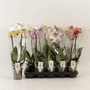 PHAL GEM 5 KL