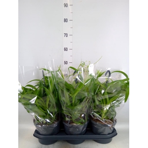 Chlorophytum com. 'Green Bonnie'