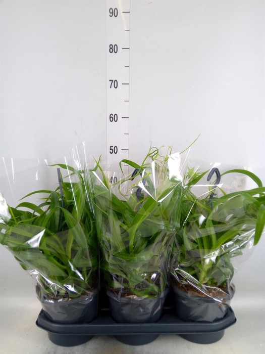 <h4>Chlorophytum com. 'Green Bonnie'</h4>