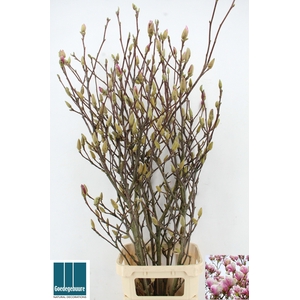 MAGNOLIA GRANDIFLORA