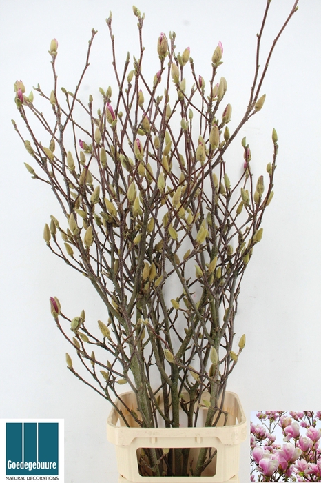 <h4>MAGNOLIA GRANDIFLORA</h4>