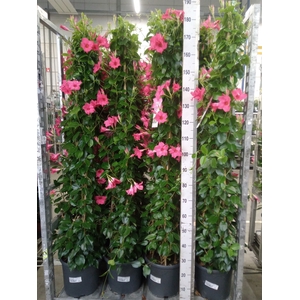 Mandevilla sand. 'SumStar Pink'