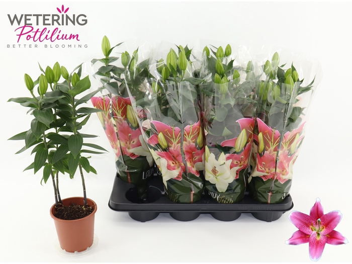 <h4>LIL OR SUNNY ROBYN</h4>