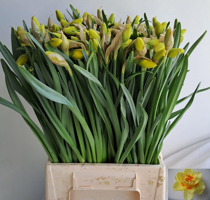 <h4>NARC DU TAHITI</h4>