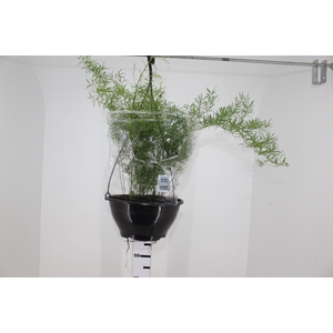 ASPARGO ALFINETE C21