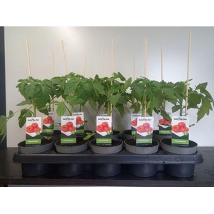 TOMATENPLANTEN