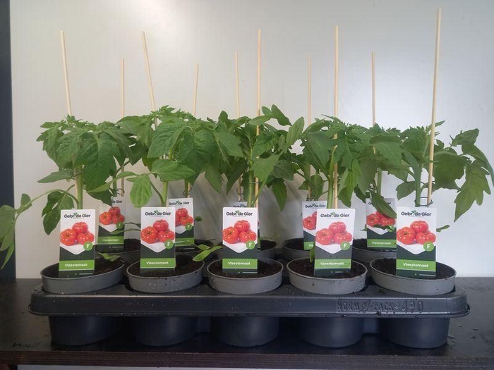 <h4>TOMATENPLANTEN</h4>