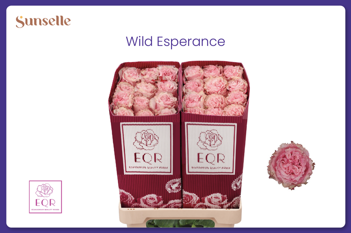 <h4>R GR WILD ESPERANCE</h4>