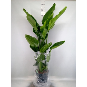 Strelitzia nicolai