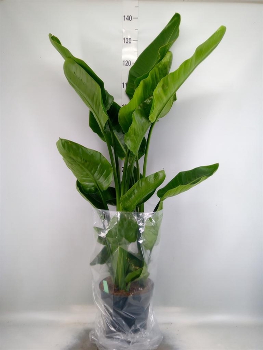 <h4>Strelitzia nicolai</h4>