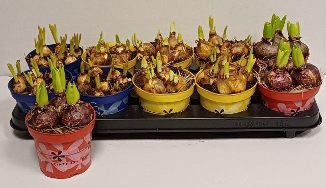 <h4>Bolbloemen gemengd</h4>