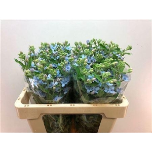 Oxypetal Tan Pur Blu