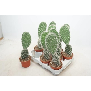 Opuntia azurea (Schijfcactus) (Cites) 10,5Ø 30cm