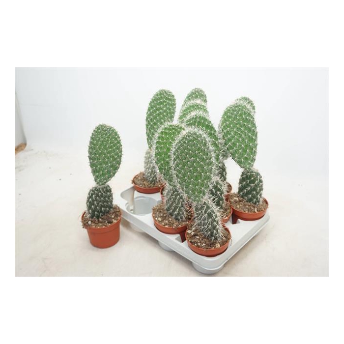 <h4>Opuntia azurea (Schijfcactus) (Cites) 10,5Ø 30cm</h4>