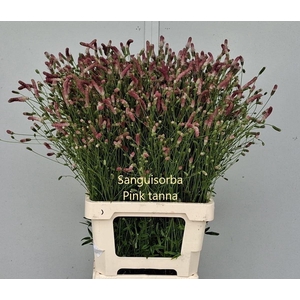 SANGUISORBA PINK TANNA
