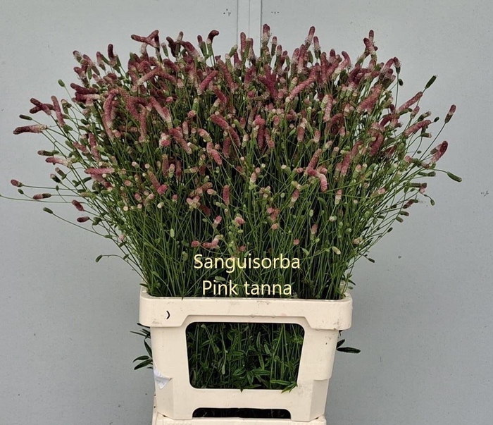 <h4>SANGUISORBA PINK TANNA</h4>