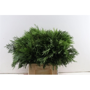 Chamaecyparis Green 55 Cm Pt