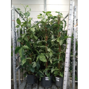 Syngonium   ...