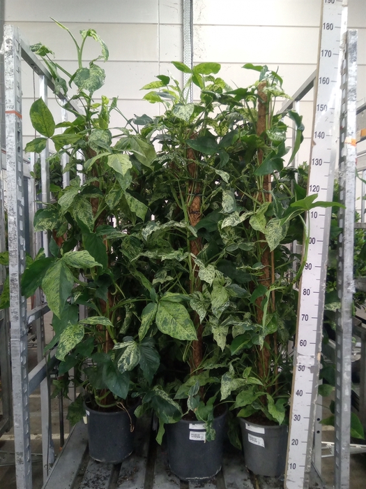 <h4>Syngonium   ...</h4>