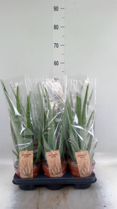 <h4>Aloe vera</h4>