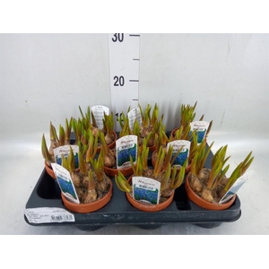 Muscari   ...