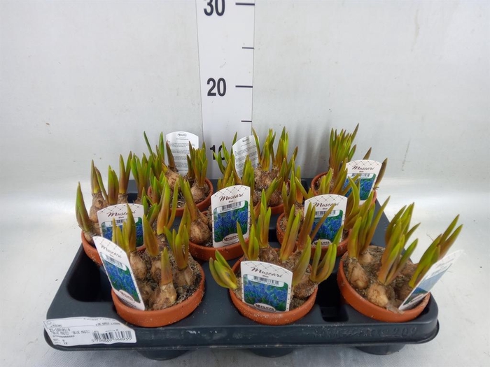 <h4>Muscari   ...</h4>