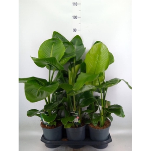 Strelitzia nicolai
