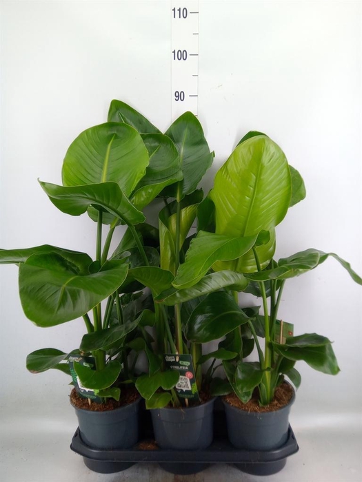 <h4>Strelitzia nicolai</h4>