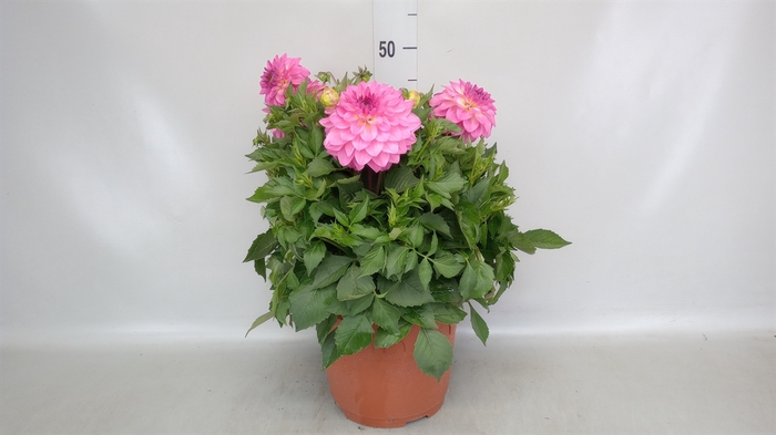 <h4>Dahlia   ...</h4>