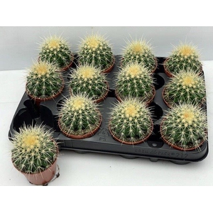 Echinocactus Grusonii (Cites) 8,5Ø 13cm