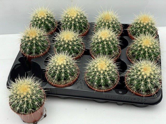 Echinocactus Grusonii (Cites) 8,5Ø 13cm