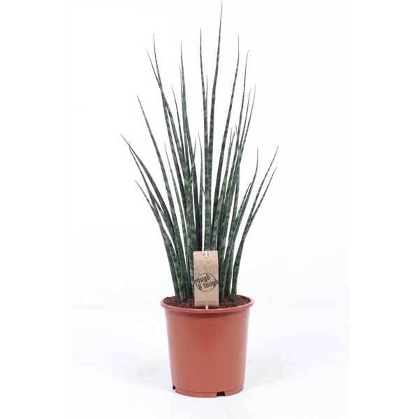 <h4>Sansevieria 'Fernwood' Mikado</h4>