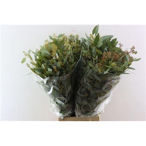 EUCA POPULUS BERRY 200GR P BUNCH