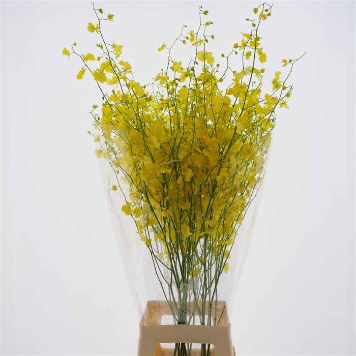 <h4>Oncidium Honey Angel Xxl (fs)</h4>