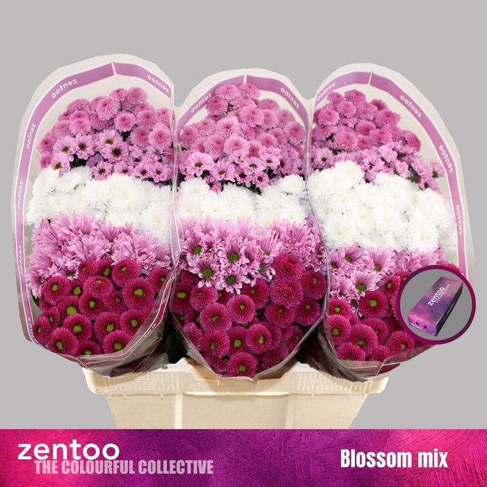 CHRYSANTHEMUM SA MIX BLOSSOM