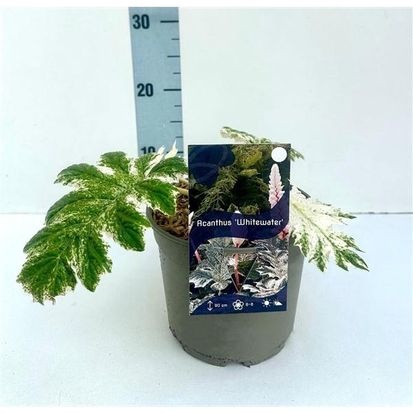 <h4>Acanthus 'Whitewater'® C2</h4>